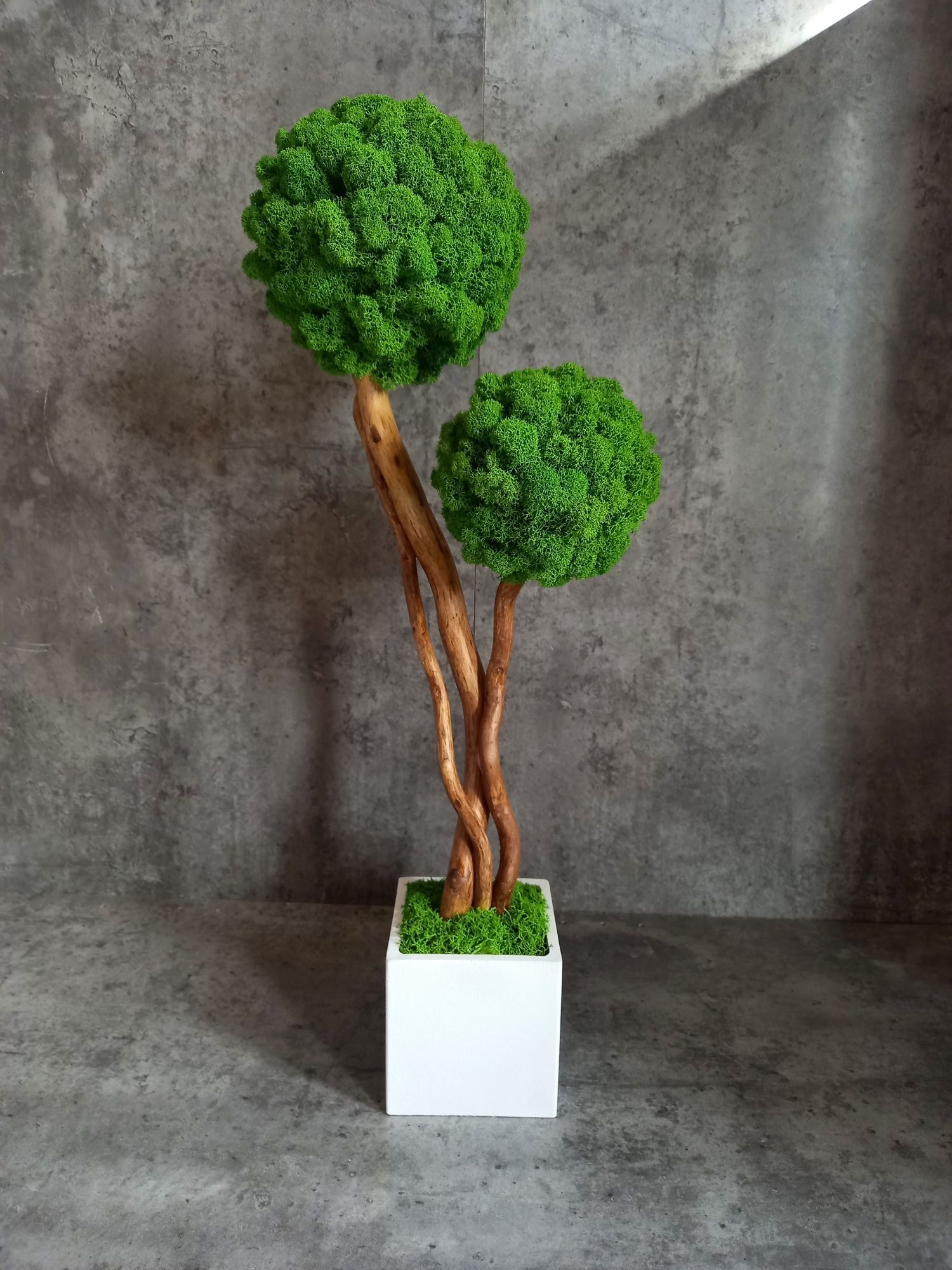 Drzewko bonsai z mchem chrobotkiem