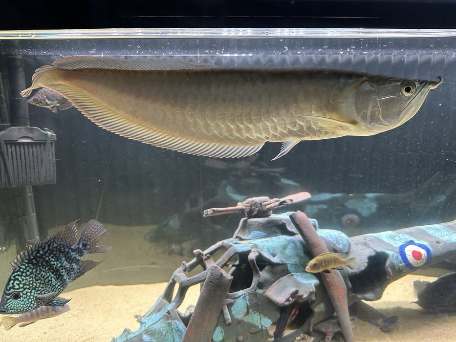 Peixe Aruana 30-40 cm