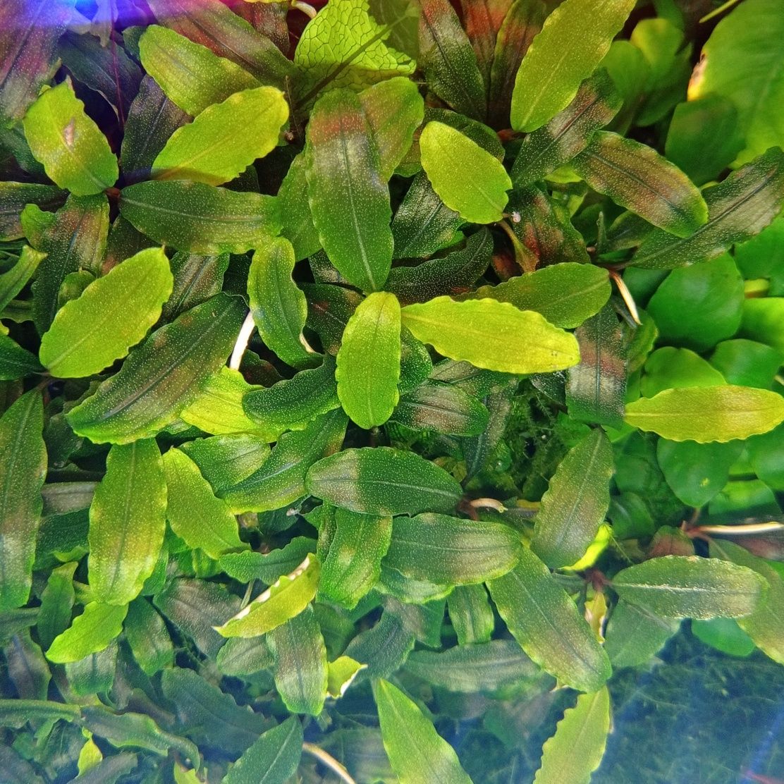 Bucephalandra theia green, akwarium, rośliny akwariowe, akwarystyka