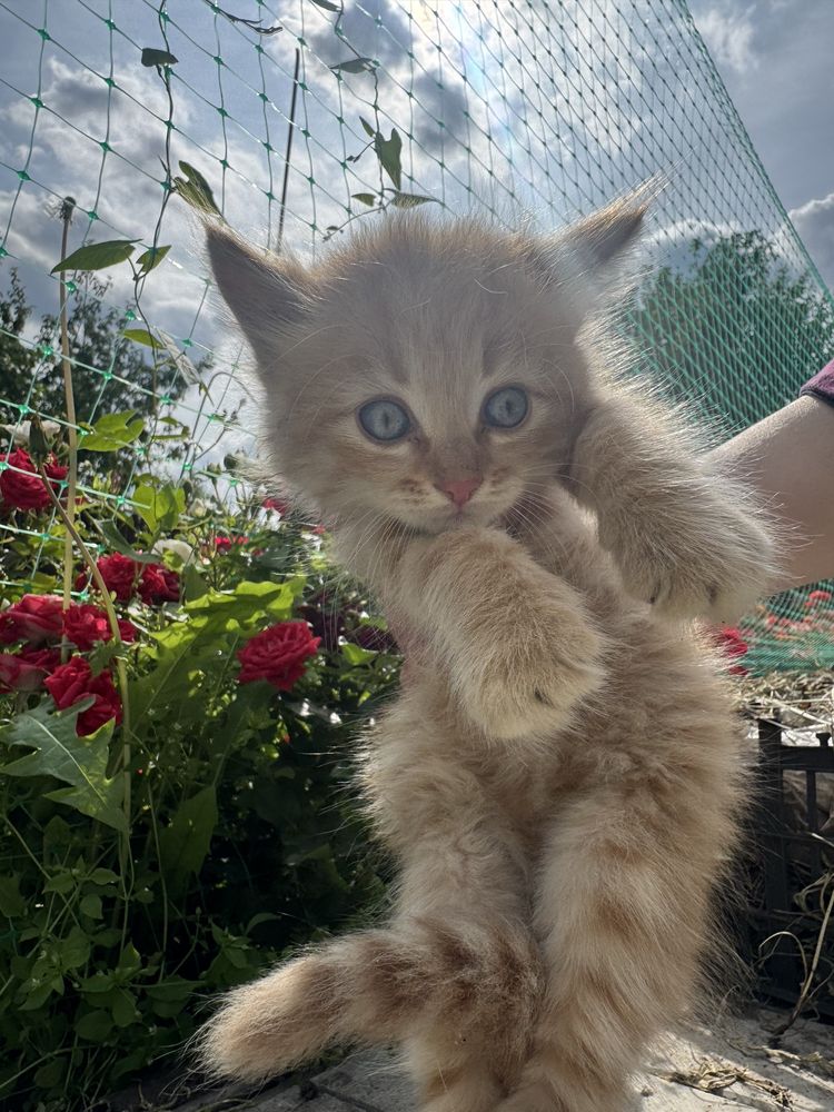 Котята очень милые в добрую семью