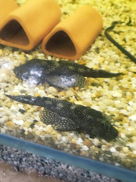 Zbrojnik ancistrus l 181 glonojad