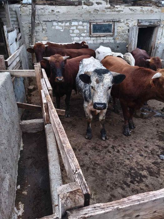 Продам Быков Живым весом