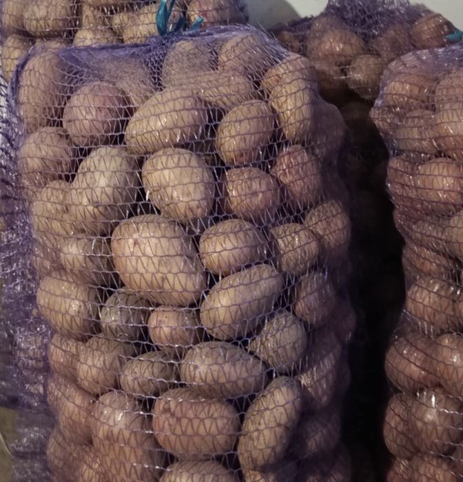 Картопля 20 грн/кг