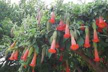 BRUGMANSIA SANGUINEA - Red Angel's. Piekna !