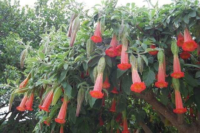 BRUGMANSIA SANGUINEA - Red Angel's. Piekna !