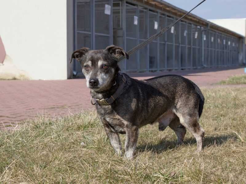 Roki - mały, nieśmiały i stresujący się pobytem w schronisku