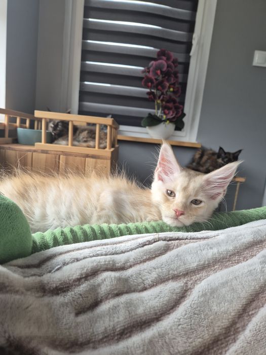 Lion Cudny Kocur Maine Coon
