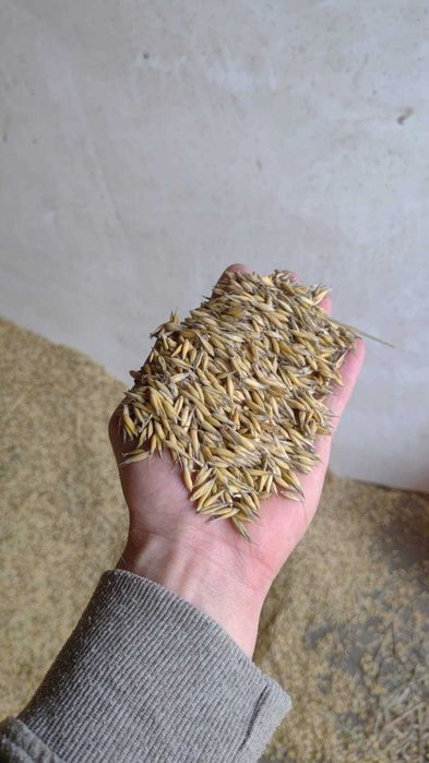 Sprzedam Owies Jary 2025