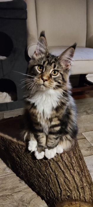 Rico Royal Cats Lily Pl