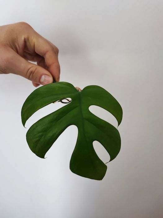 Monstera minima sadzonki cięte
