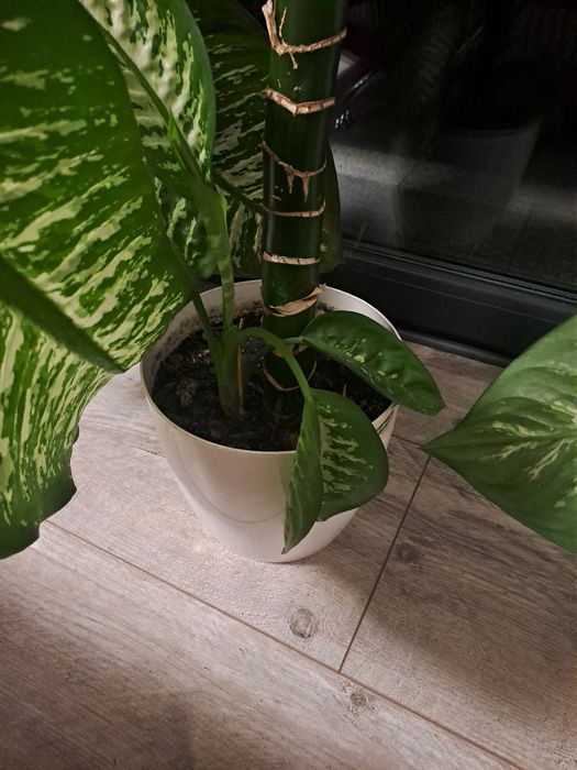Difenbachia! 140 cm
