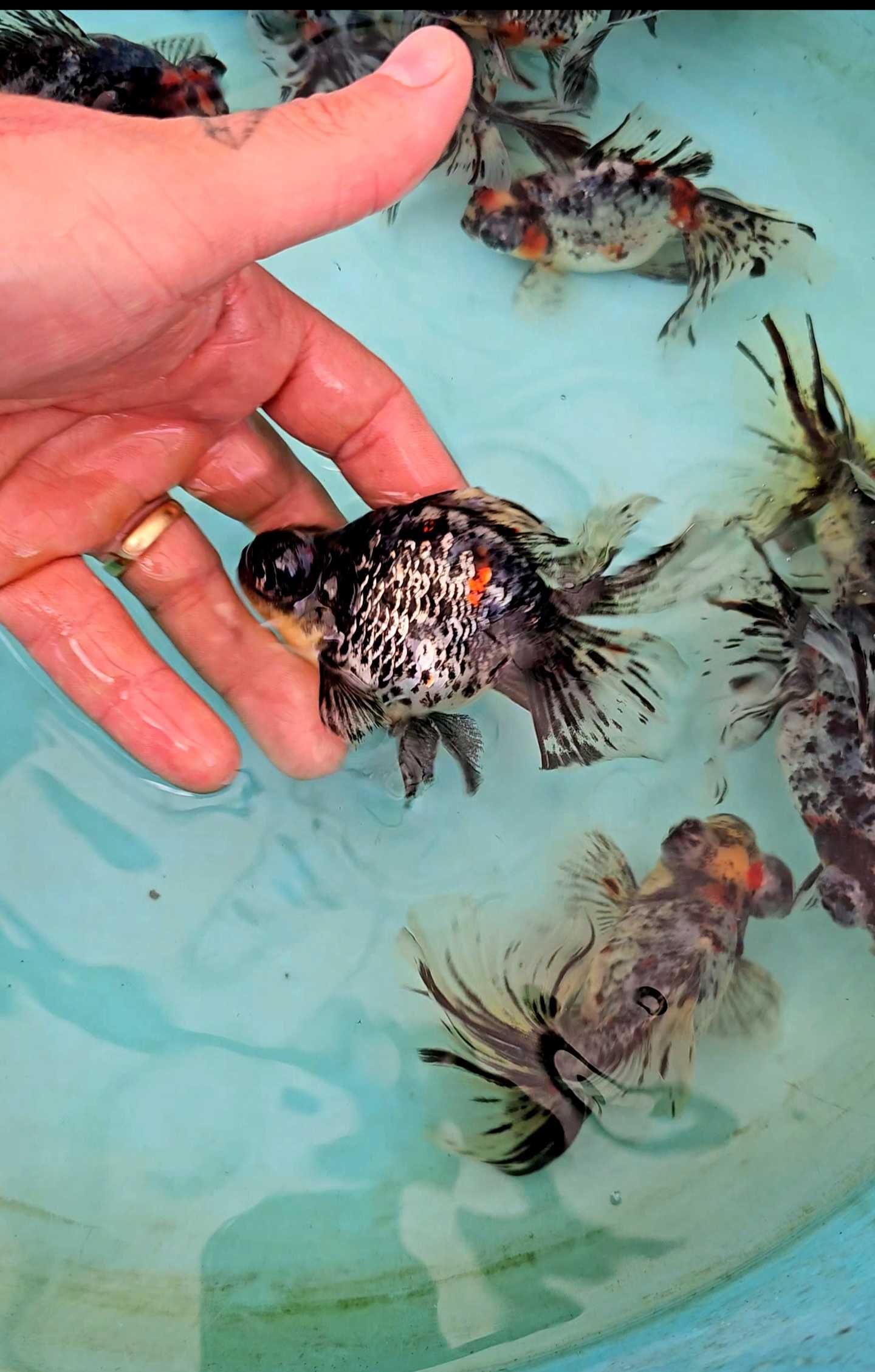 Oranda telescópio borboleta