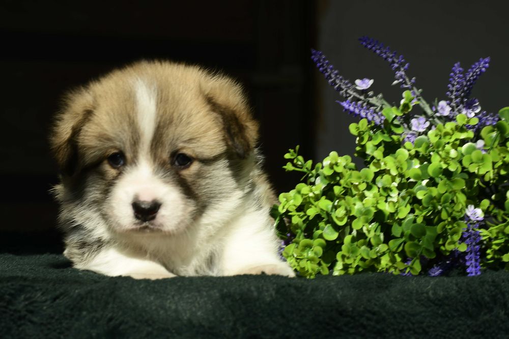 Неймовірний рудий хлопчик довгий хвостик