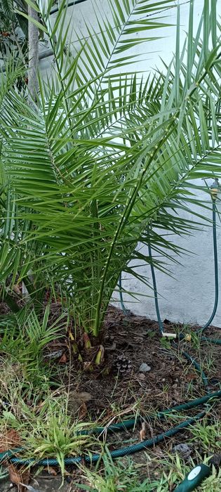 Palmeiras das Canárias e da China (leque)