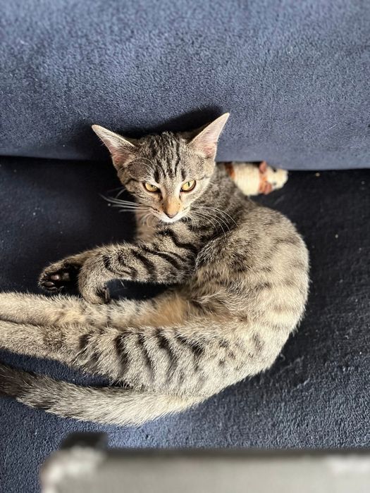 Mała kotka Lawenda czeka na dom