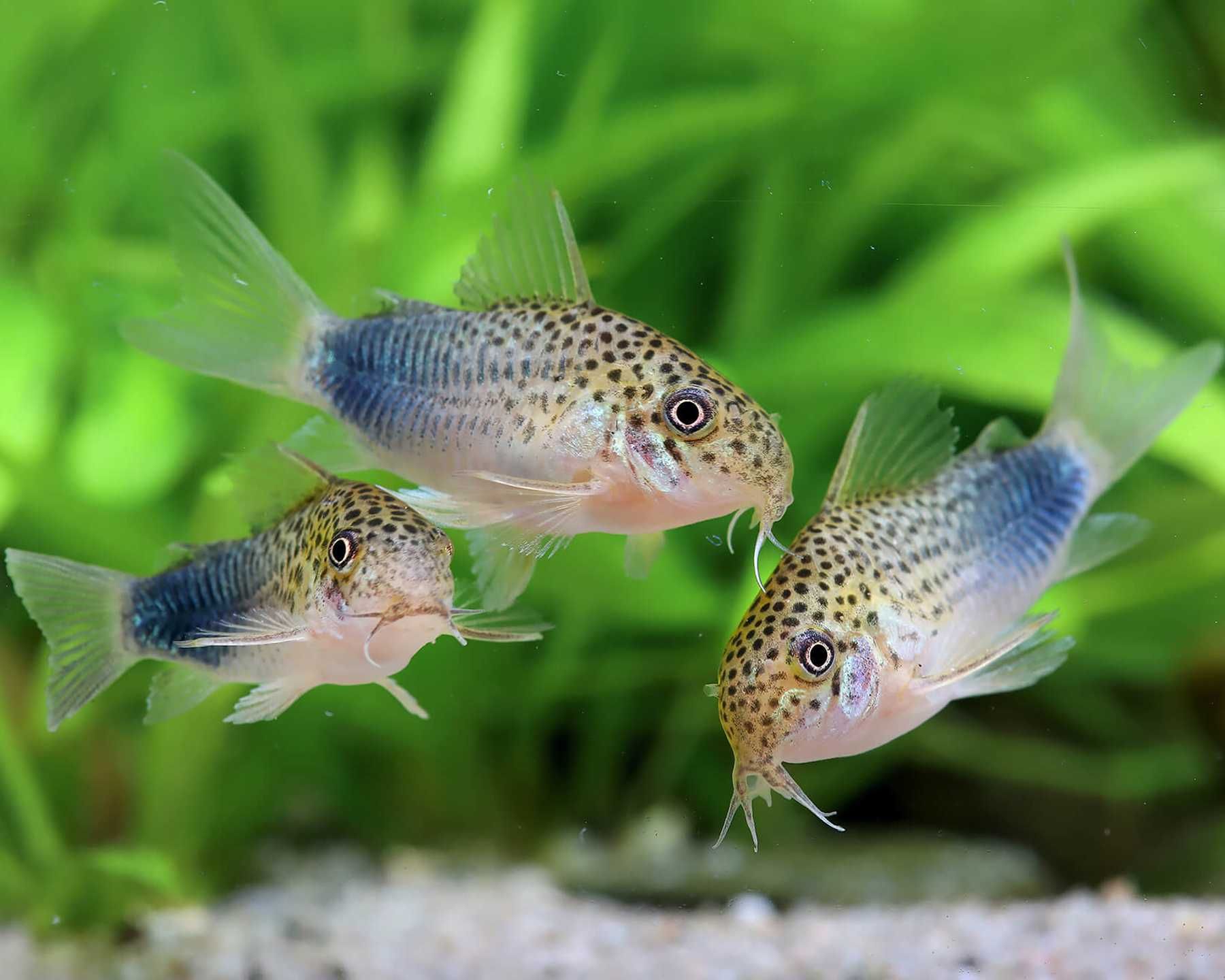 Kirysek simillis Hoplisoma (ex. Corydoras) simillis