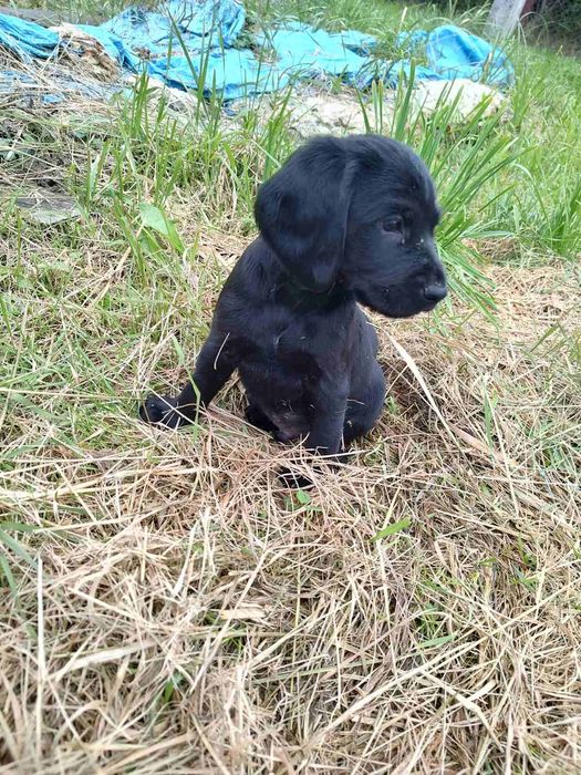 Продам кокер спанієлів 2 місяці буде 10 жовтня грайливі і здорові