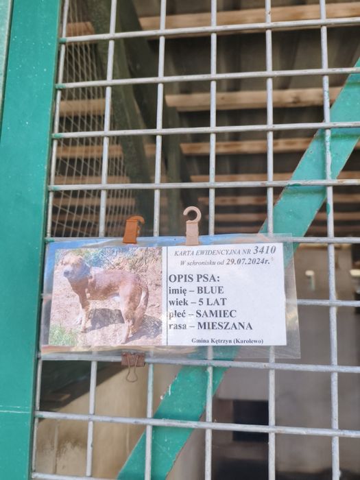 Piękny Biszkoptowy Blue w typie amstaffa, łagodny i przyjazny