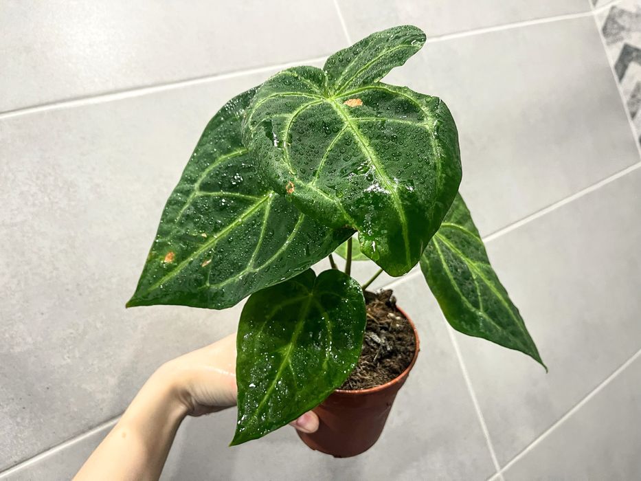 Антуриум Magnifficum - комнатное растение