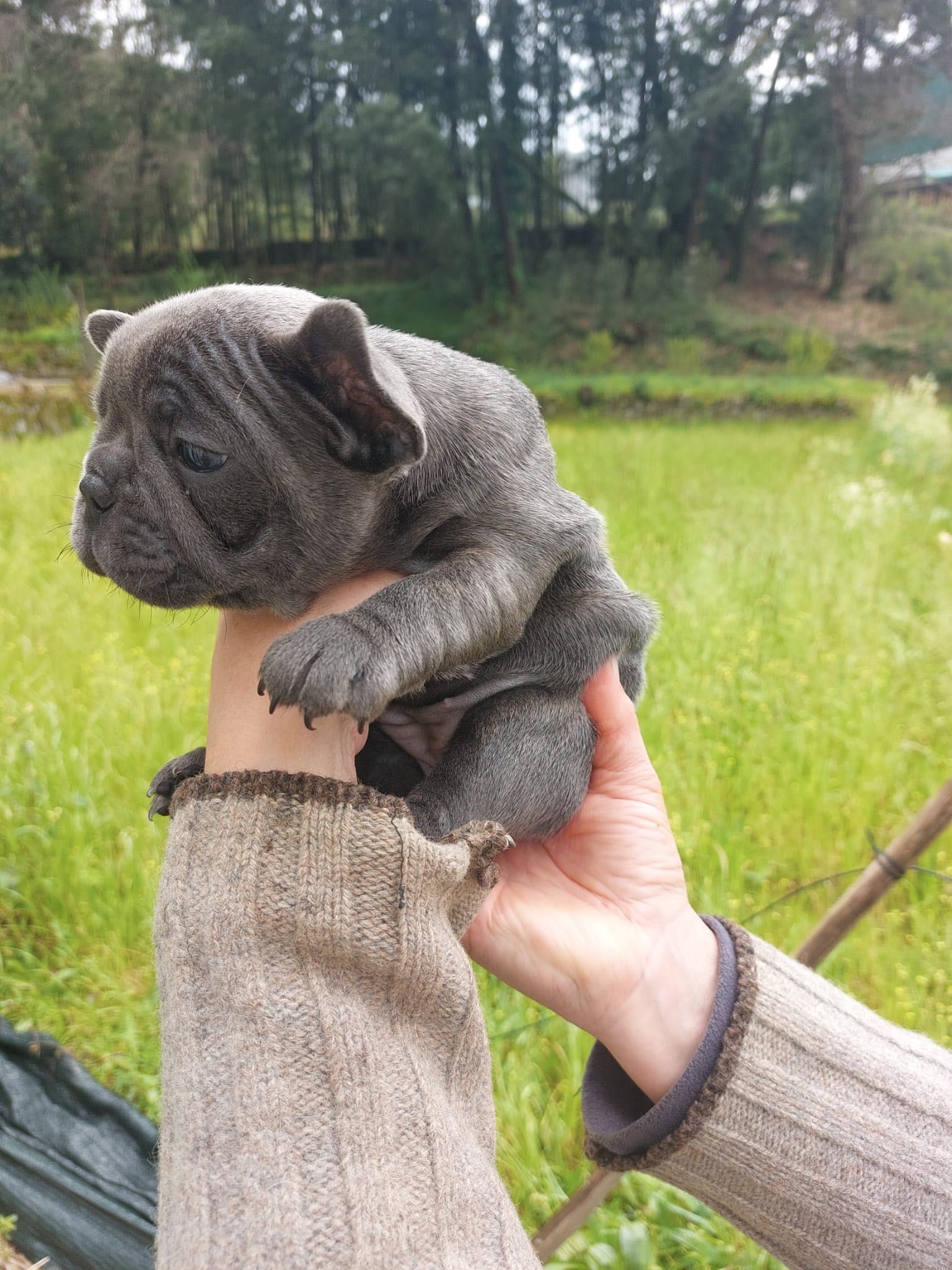 Bouledogue francês