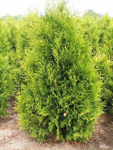 Tuja brabant, szmaragd 170cm, nawet do 250cm, dowóz, sadzimy