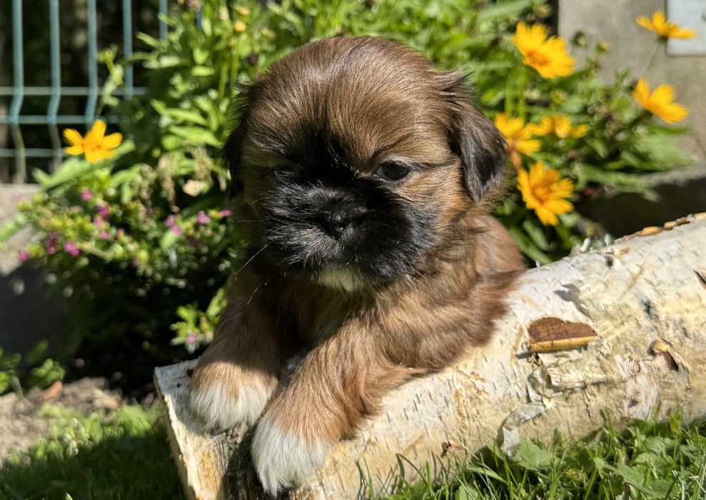Szczeniak Shih Tzu, rodowód, z hodowli, piesek
