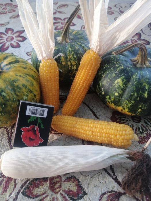 Декоративна кукурудза