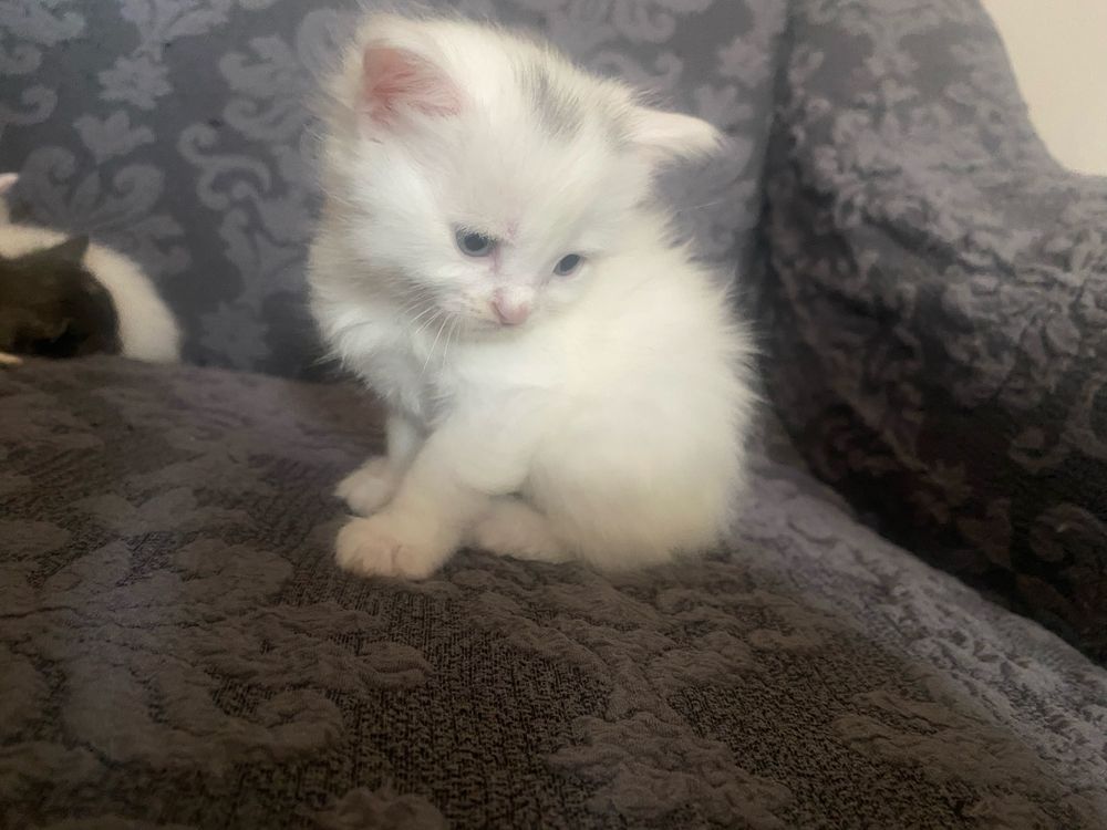 отдам котят в хорошие руки