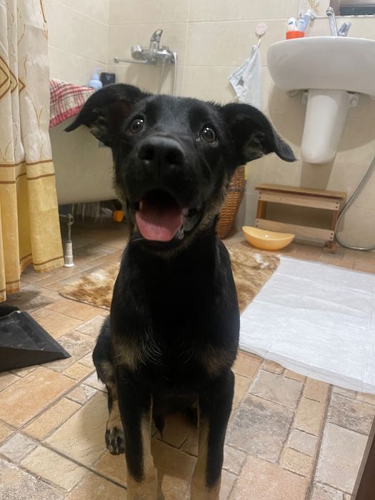 Шукаю сімʼю для чарівних щенят