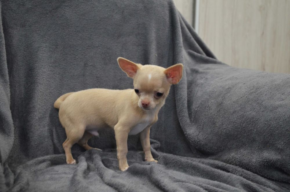 chihuahua szczenięta piesek krótkowłosy kremowy