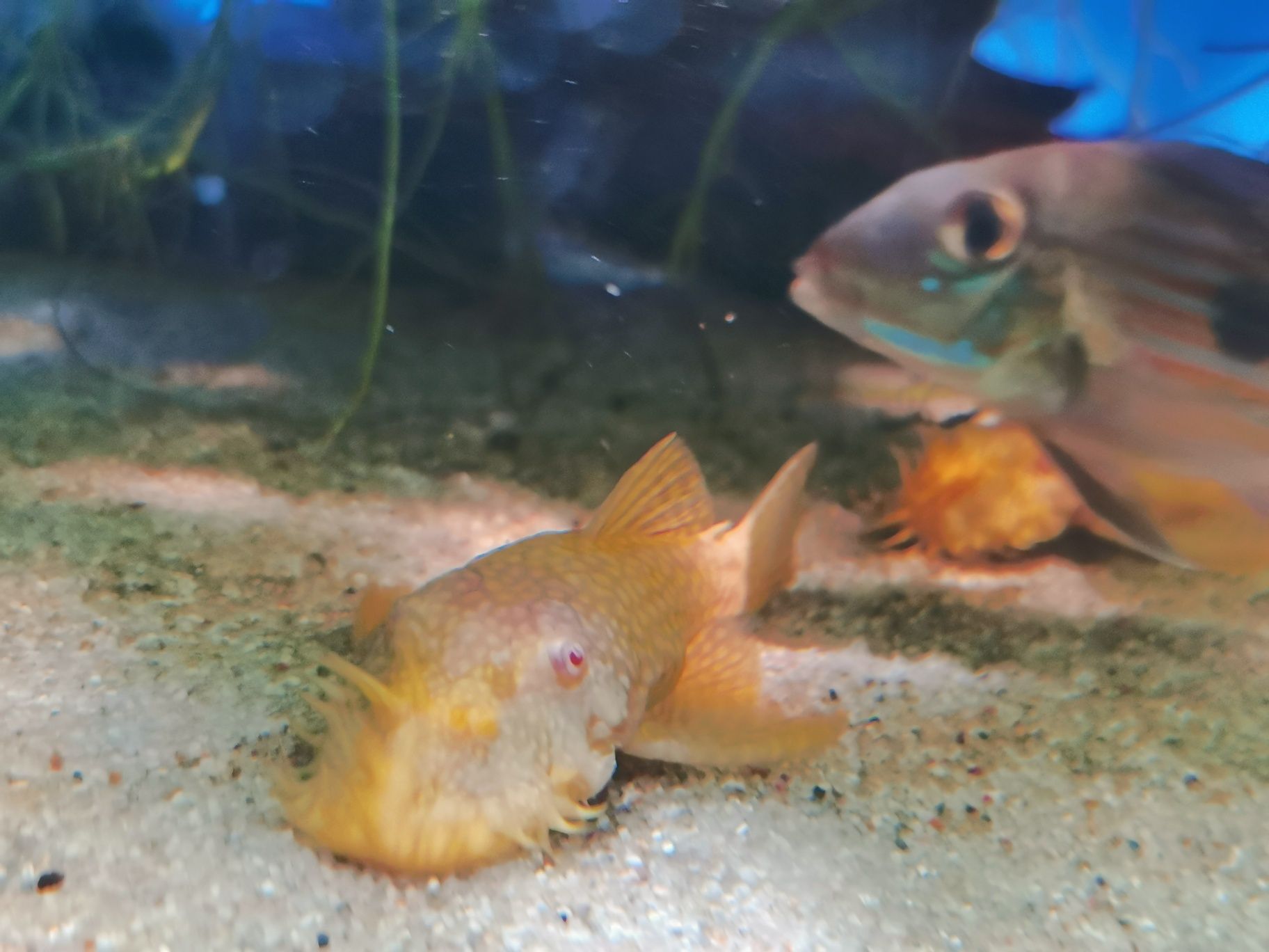Zbrojnik Ancistrus sp. ALBINO-dorosłe samce oraz młodzież