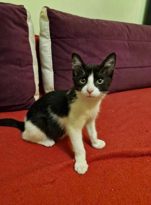 Małe kotki do adopcji