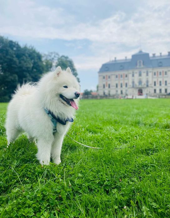 Reproduktor Samoyed