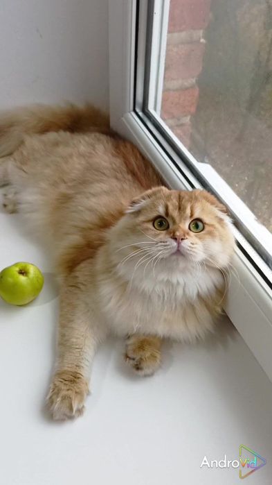 Шотландська висловуха дівчинка золота шиншила