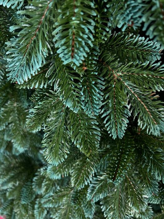 ялинка Канадська лита зелено-блакитна №7 2,1м. в коробці