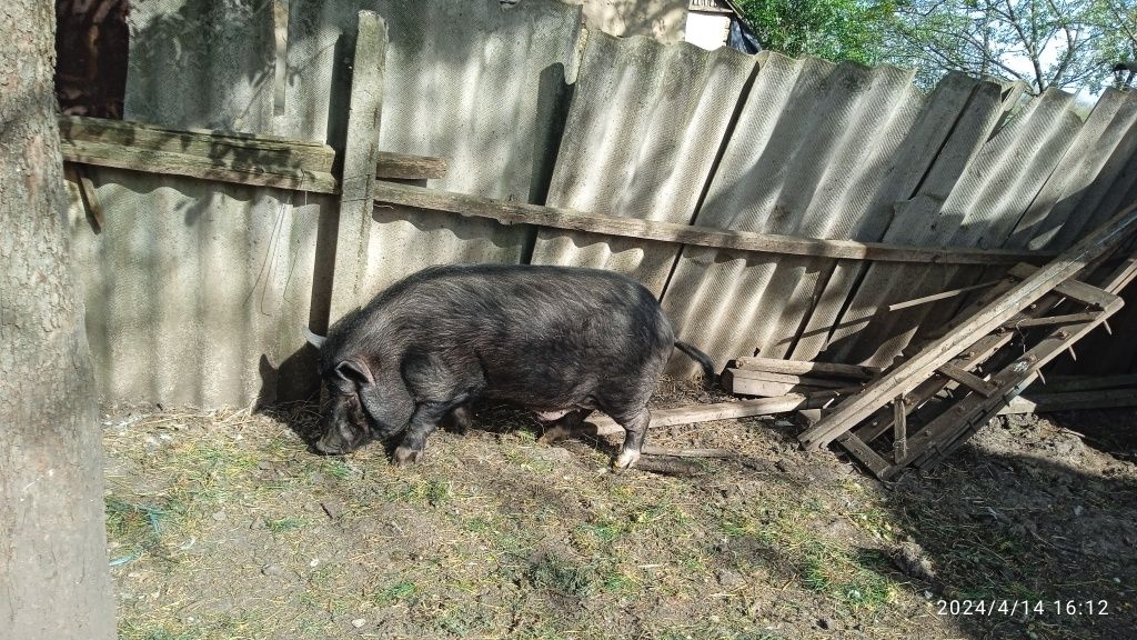 Продам свиней вітнамських дорослих