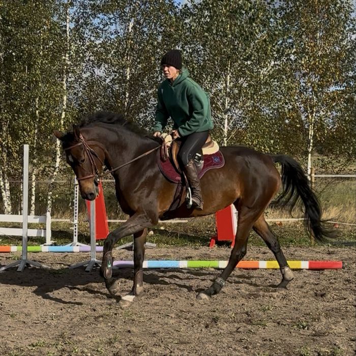 Klacz prospekt sportowy wkkw skoki