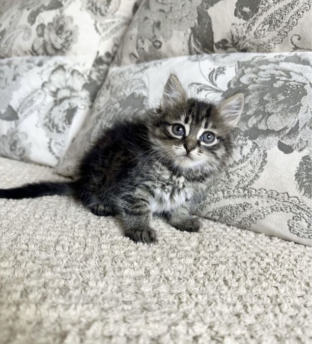 Одна лучше другой)