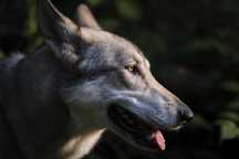 Wilczak Saarloosa - Saarlooswolfhond FCI - Wilczaki.pl