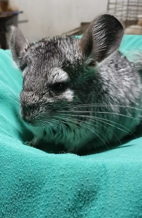 Шиншил,  домашня тваринка.