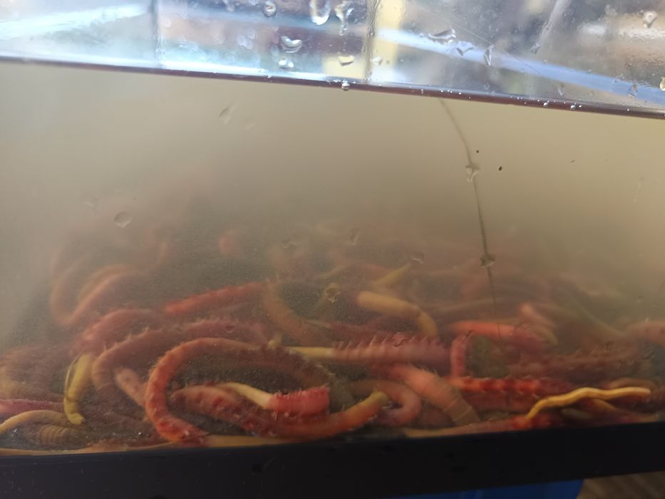 Isco para pesca - cagão