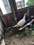 Casal de perus .