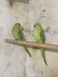 Casal de Ring Necks