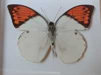 Motyl w ramce 12 x 14 cm . Hebomoia glaucippe - 100 mm .