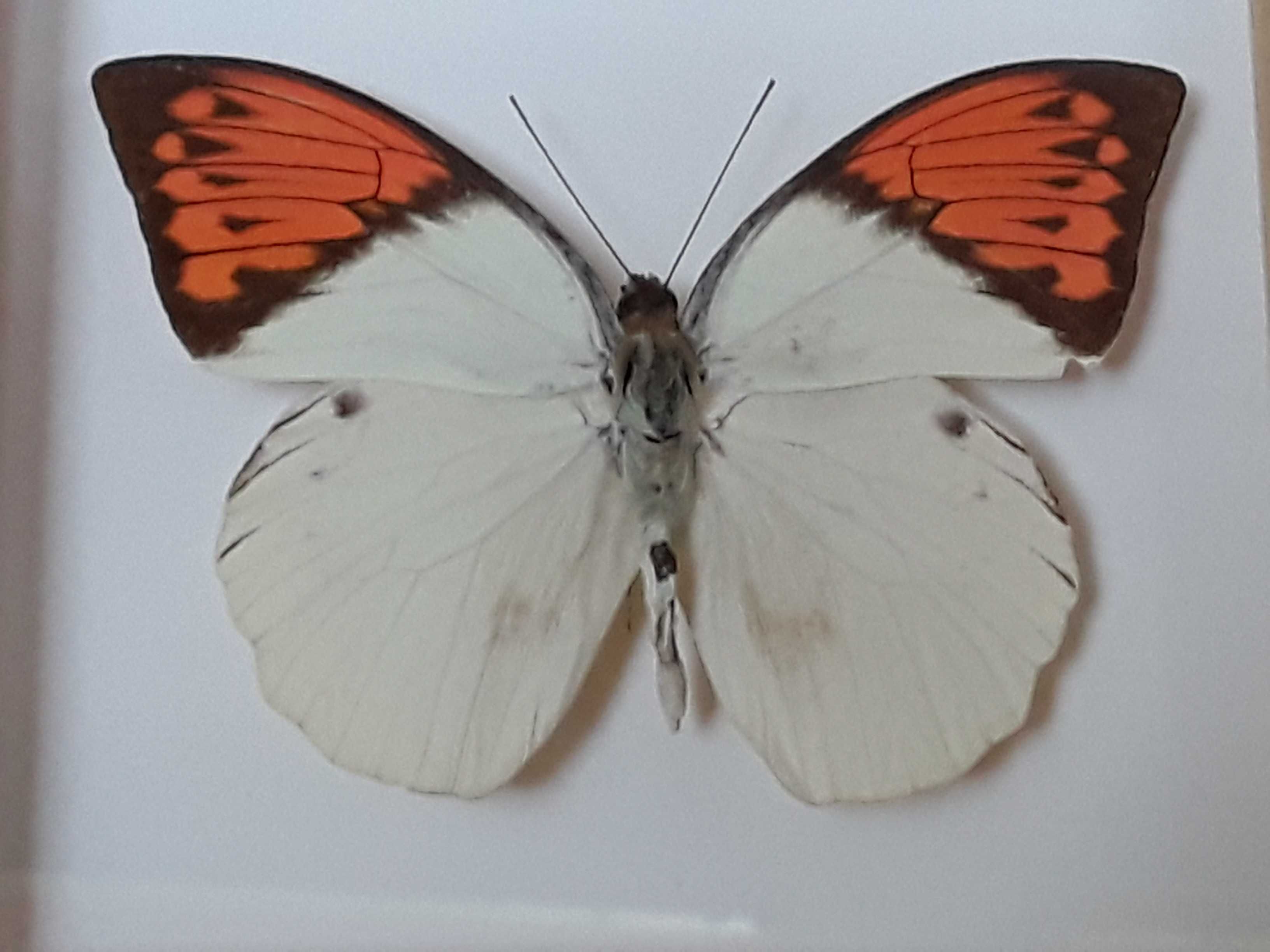Motyl w ramce 12 x 14 cm . Hebomoia glaucippe - 100 mm .