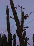 Catos gigantes San Pedro..plantas