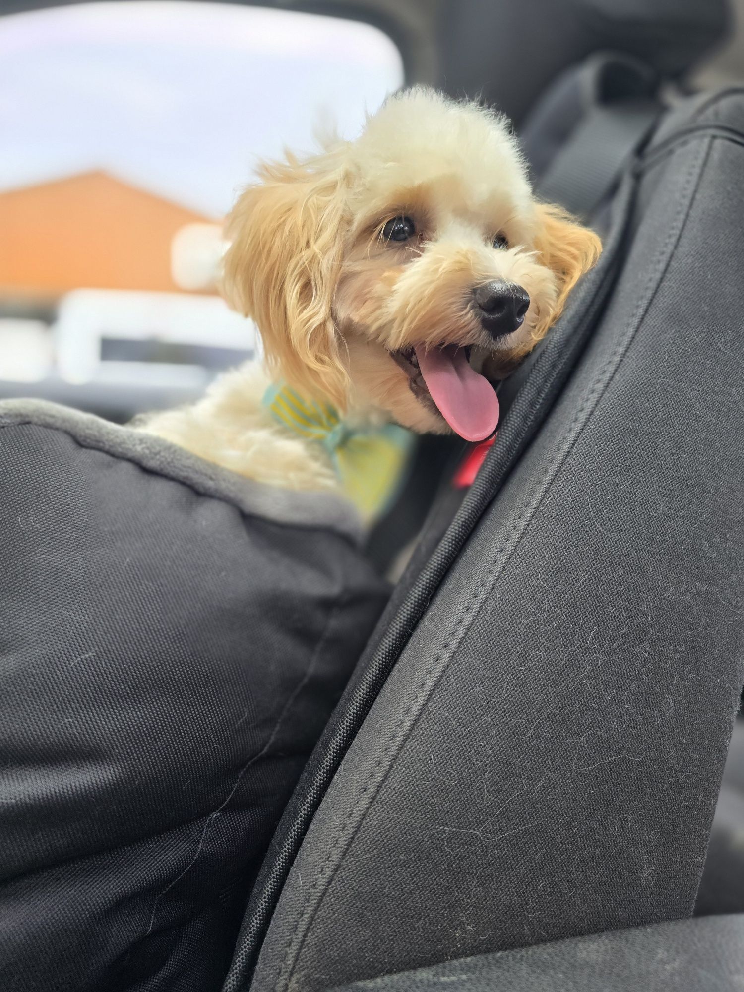 Maltipoo / chłopiec