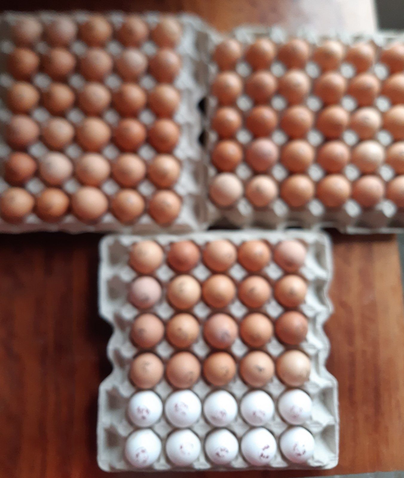 Опт инкубационное яйцо Доминанты импорт, Украина, Адлер, мясо-яичные
