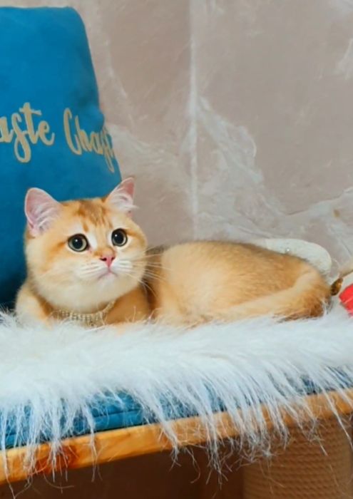Золотой британский шиншилла котенок