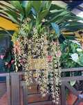 Coelogyne Tomentosa (orquidea perfumada)